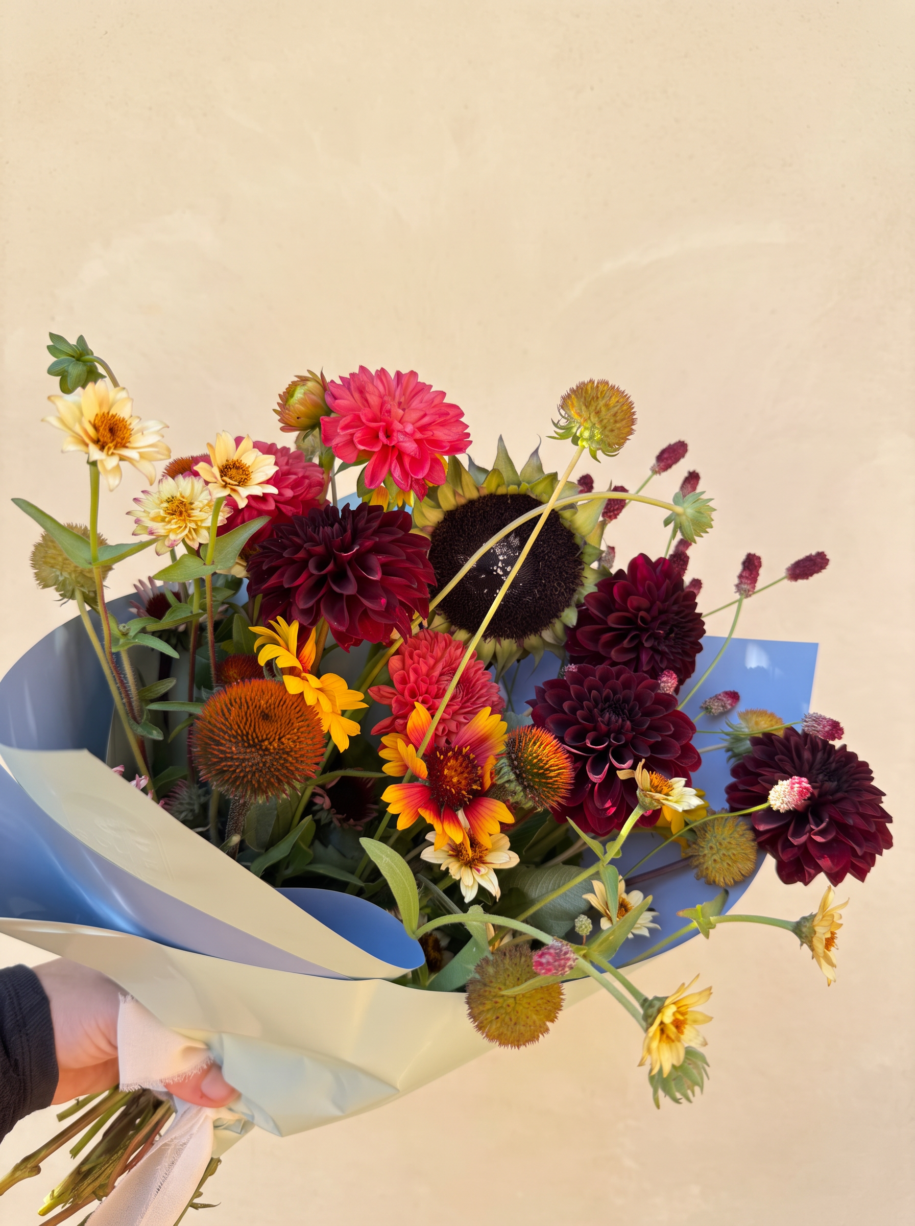 Burgundy dahlias, sunflower and coneflowers hand tied in blue paper against cream plaster