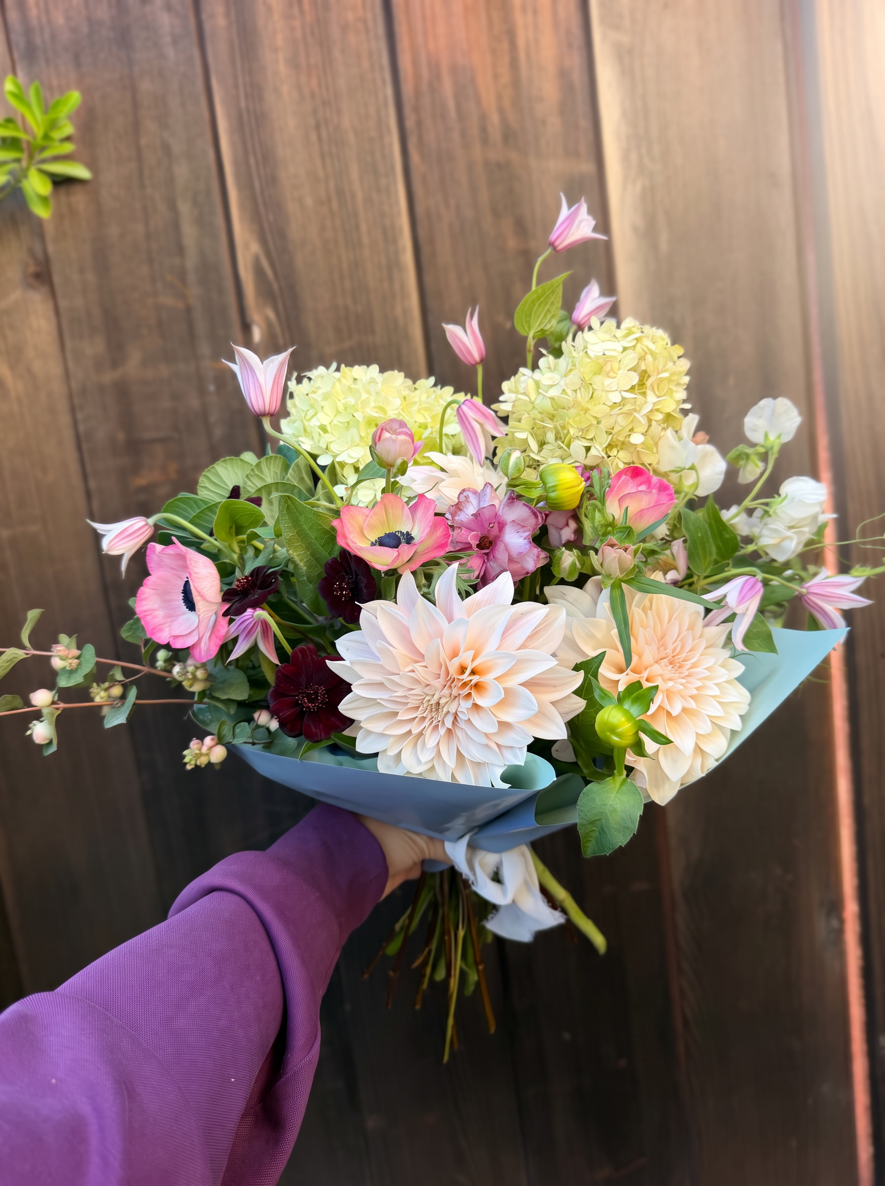 Dahlias, anemones and clematis hand tied in blue paper against dark timber